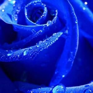 Meet your Posher, Soph